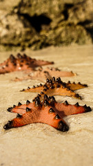 Starfish on beach in the sand on an island 