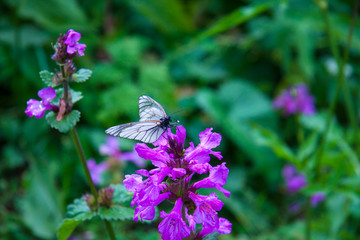 Beautiful view macro photo. Blooming green meadow after the rain. Butterfly with dew drops. Background for presentation and booklet.