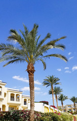 Terrace white color in hotel with a palm tree against blue sky.