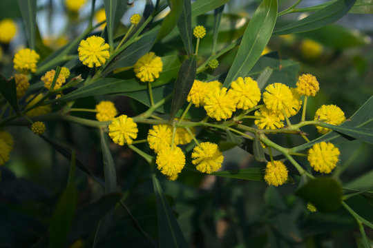 Acacia saligna (coojong, golden wattle, orange wattle) flowers close up
