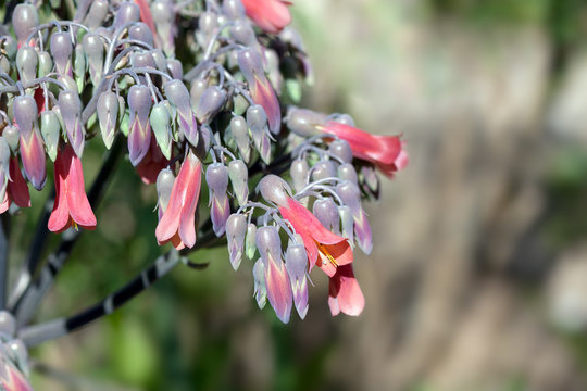 Alligator Plant Flowering in Arizona Winter