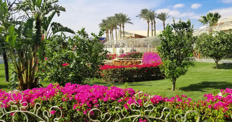 Palm trees with purple Bougainvillea flowers in front of beach