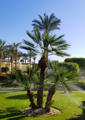 Fototapeta premium Irrigation sprays along a grass area with palm trees. Irrigation sprays watering a grass and palm tree public area along a promenade