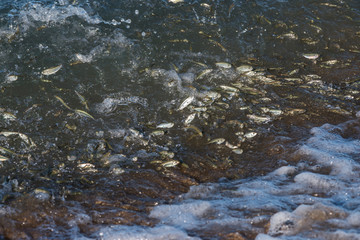 Fish photographed in Coroa Vermelha Island, Bahia. Atlântic Ocean. Picture made in 2016.