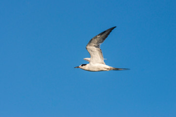 Cabot s Tern photographed in Coroa Vermelha Island, Bahia. Atlântic Ocean. Picture made in 2016.