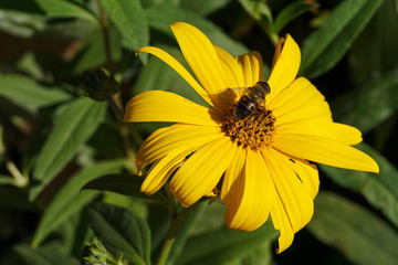 a honey bee pollinating a yellow flower