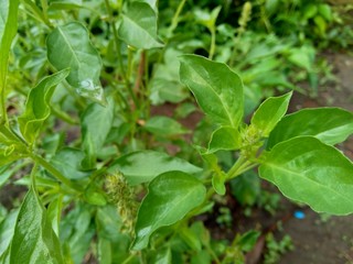 Fresh lemon basil (kemangi, Ocimum basilicum, Ocimum americanum, O. basilicum var. anisatum Benth) in the garden