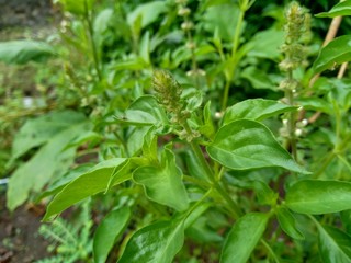 Fresh lemon basil (kemangi, Ocimum basilicum, Ocimum americanum, O. basilicum var. anisatum Benth) in the garden