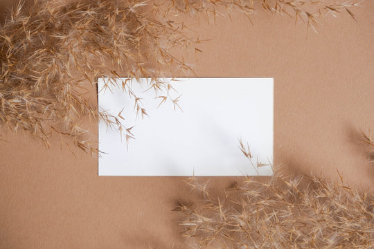 Business card template on beige background with reeds. Flatlay view. Corporate card. Reeds branch.  Pampas grass