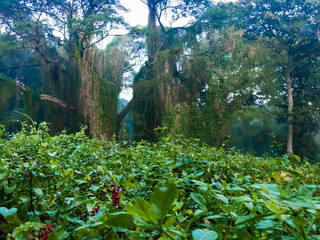 Morning in the forest whit a beautiful fog 