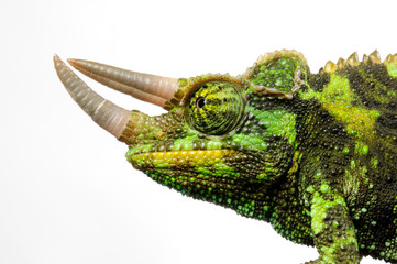 Jackson's chameleon / Dreihornchamäleon (Trioceros jacksonii) © bennytrapp