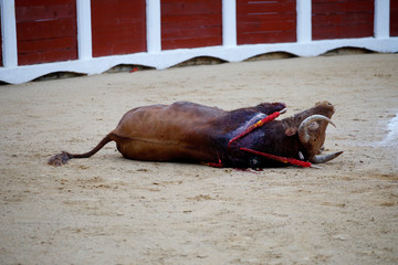 bull in bullring