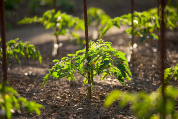 Jeune pied de tomate en pleine terre dans le potager.