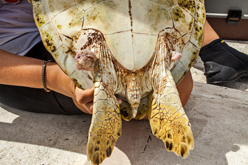 Fototapeta na wymiar Green sea turtle photographed in Coroa Vermelha Island, Bahia. Atlântic Ocean. Picture made in 2016.