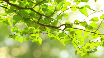 Fototapeta na wymiar Beech tree branch in autumn forest