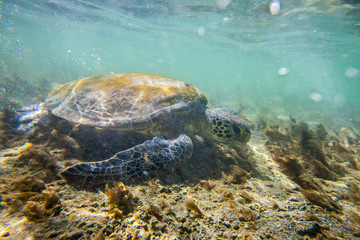 Green sea turtle photographed in Coroa Vermelha Island, Bahia. Atlântic Ocean. Picture made in...