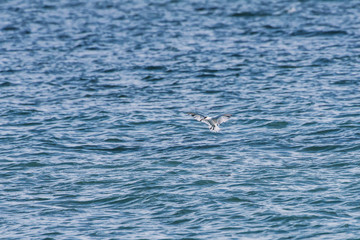 Bird photographed in Coroa Vermelha Island, Bahia. Atlântic Ocean. Picture made in 2016.