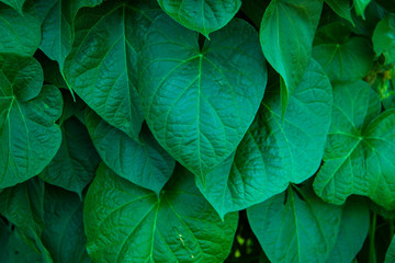 Natural eco green background. Beautiful ivy leaves on a bed close-up. Agriculture and gardening. Using green technology . For presentation, booklet and card.