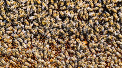 Bees on honeycomb