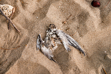 Bird photographed in Coroa Vermelha Island, Bahia. Atlântic Ocean. Picture made in 2016.