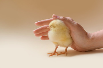 Image of a newborn chicken, which is covered by a female palm.