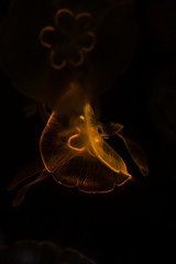 Obraz premium Low key jellyfish sea saltwater tank aquarium ocean life dark water