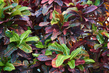 Codiaeum variegatum, Croton, plant with colorful ornamental foliage. Deciduous plant in the botanical garden.