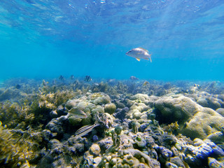 Fish photographed in Coroa Vermelha Island, Bahia. Atlântic Ocean. Picture made in 2016.