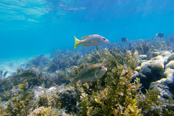 White grunt, Sailor s Choice, Dog snapper and banded butterflyfish photographed in Coroa Vermelha Island, Bahia. Atlântic Ocean. Picture made in 2016.