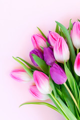 Pink fresh tulips