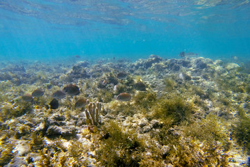Fototapeta na wymiar Fish photographed in Coroa Vermelha Island, Bahia. Atlântic Ocean. Picture made in 2016.