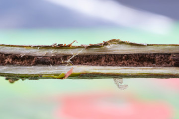 Cut branch of currant. The result of damaging the currant with the insect Sesiidae