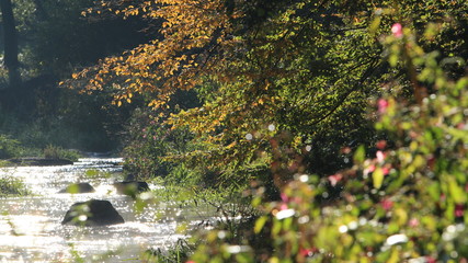 Purple flower on riverside sunny autumn day