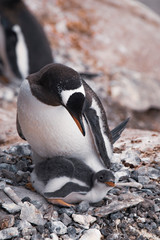 Fototapeta premium Penguin in its nest with chick. Antarctica