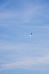 seagull flying in the blue sky