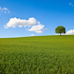 Champ cultivé en campagne, arbe sur paysage au printemps.