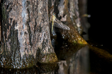 Dragonfly photographed  in Linhares, Espirito Santo. Southeast of Brazil. Atlantic Forest Biome. Picture made in 2016.