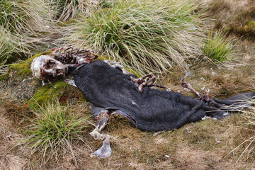 Seehund Skelett in Südgeorgien - Antarktis