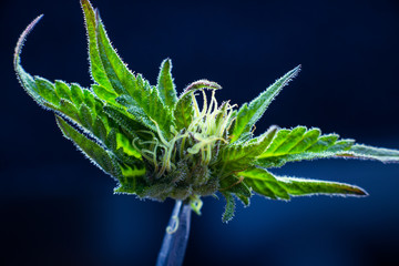 cannabis marijuana flowers in medicine