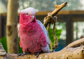 beautiful closeup of a rose breasted cockatoo, tropical parrot specie from Australia