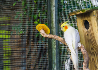 Lutino cockatiel in the aviary, popular color mutation in aviculture, tropical bird specie from...