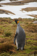 königspinguin von Hinten stehend - Antarktis