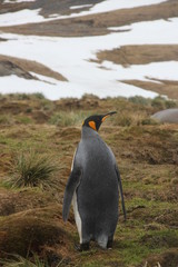 königspinguin von Hinten stehend - Antarktis
