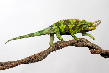 Jackson's chameleon / Dreihornchamäleon (Trioceros jacksonii) © bennytrapp