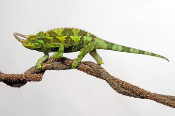 Jackson's chameleon / Dreihornchamäleon (Trioceros jacksonii) © bennytrapp