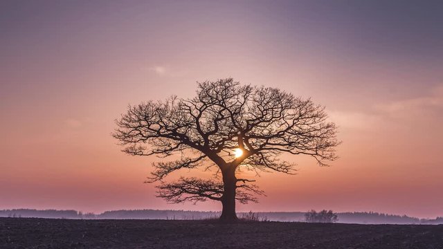 Oak tree silhuette with red sunset in the horizon