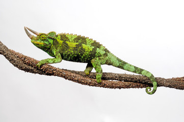 Jackson's chameleon / Dreihornchamäleon (Trioceros jacksonii) © bennytrapp