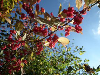 Shrub with lots of red berries on branches