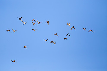Wild duck flock flying