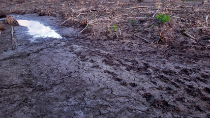 Dry lagoon photographed  in Linhares, Espirito Santo. Southeast of Brazil. Atlantic Forest Biome. Picture made in 2016.